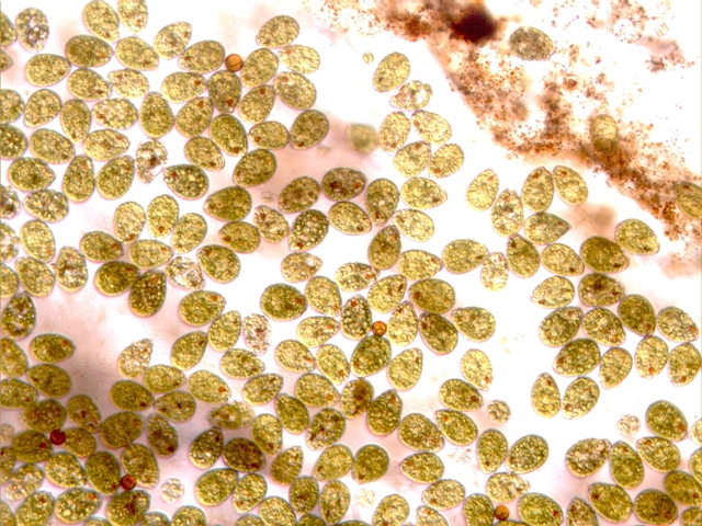 lepocinclis
